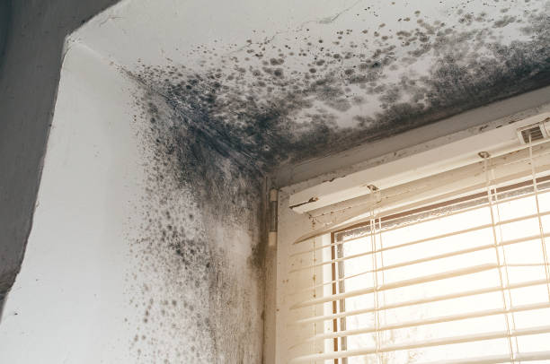 Affordable Mold Cleanup solutions in Williamstown, KY